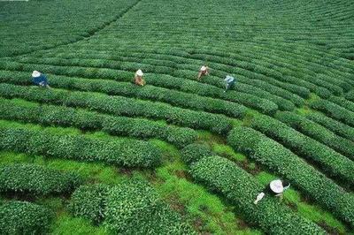 宜賓屏山農特產品抽樣詳查結果喜人 有機硒含量突出，安全指標全面達標
