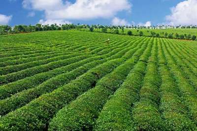 2022關鍵之年 打造楚茶品牌，助推農產品與茶葉產業升級