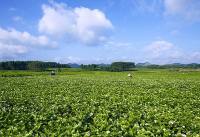 橫縣茉莉花茶榮登中國農業品牌目錄2019，區域公用品牌再綻新芳