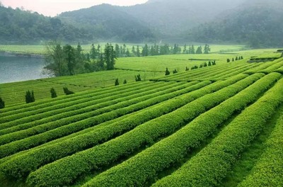 紹興十大絕美茶園，風景如畫，宛如仙境