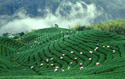 這文案，比茶還醇，比米更香！農產品營銷的爆燃新思路